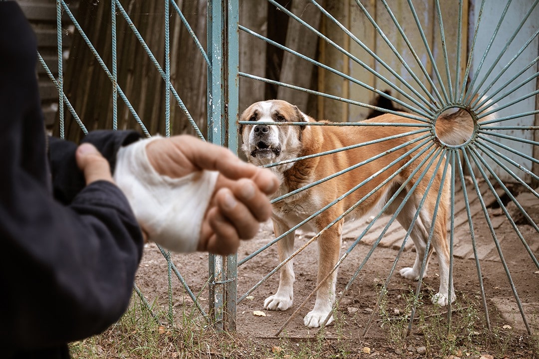 Dog Attack Compensation Claim