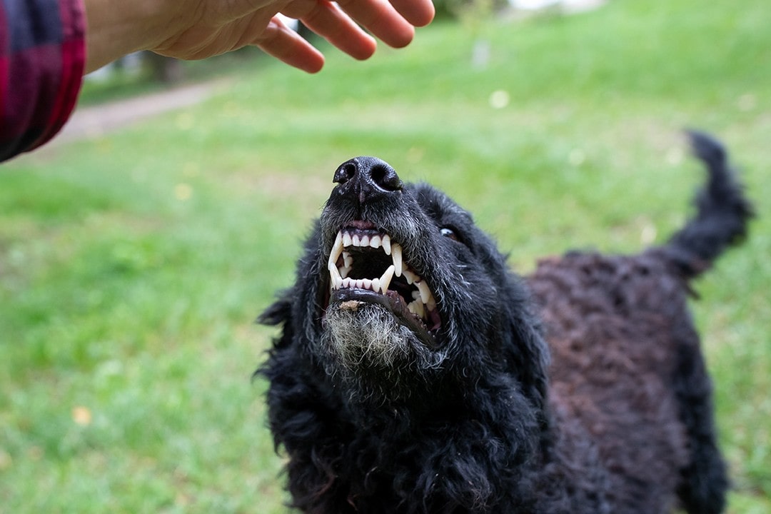 who is responsible if a dog causes an accident
