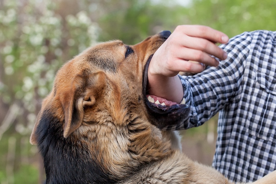 Dog attack owner responsibility South Australia