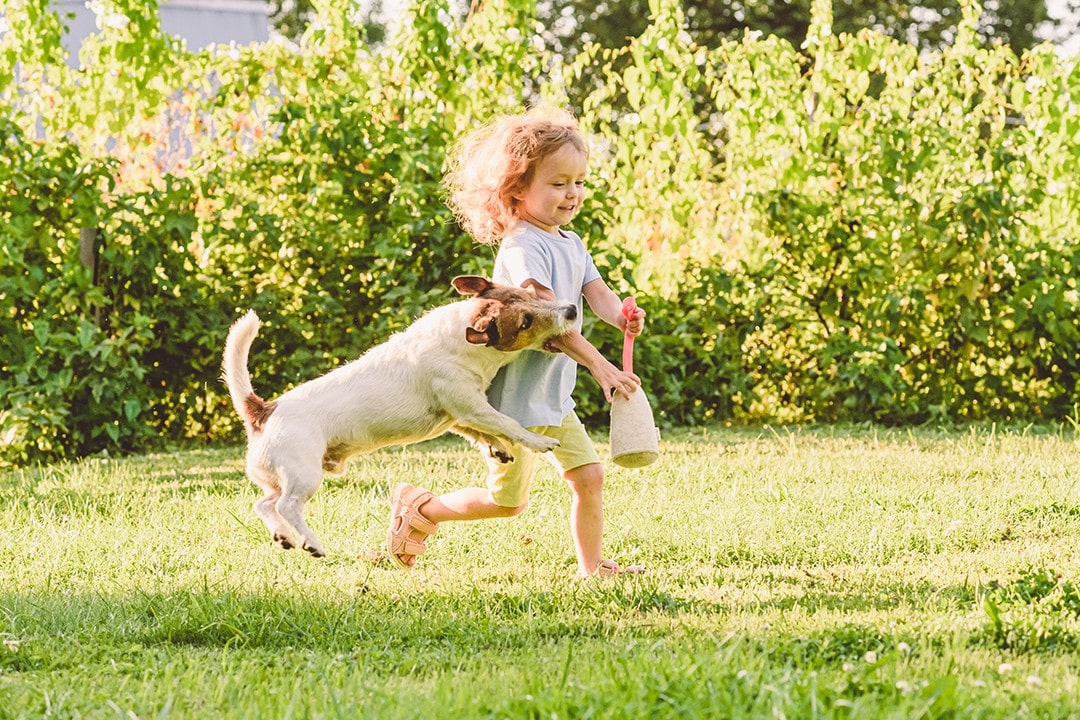 Dog Attack Child Compensation
