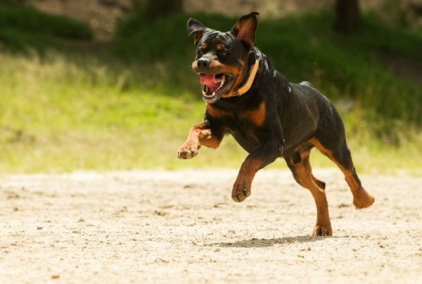 Child Dog Attack