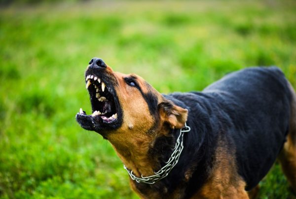 Dog Bite Injuries in Children